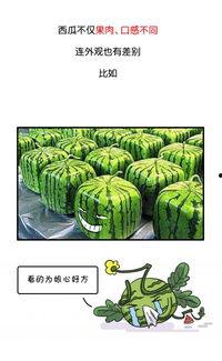 历史氪吃瓜系列33,揭秘古代宫廷秘闻，一窥帝王将相的权谋与爱情