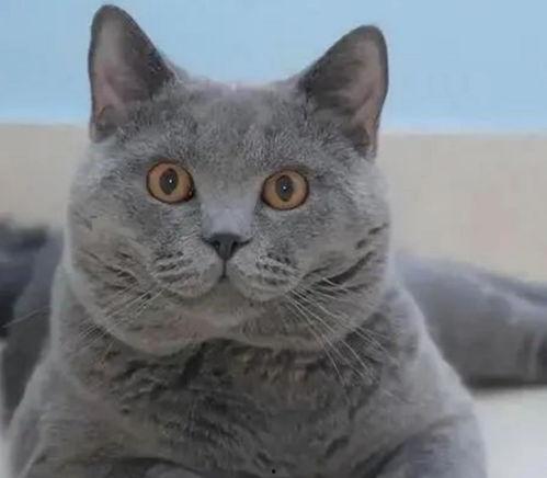 头条上有几只猫是什么猫,几只猫咪的神秘身份，它们究竟是什么品种？