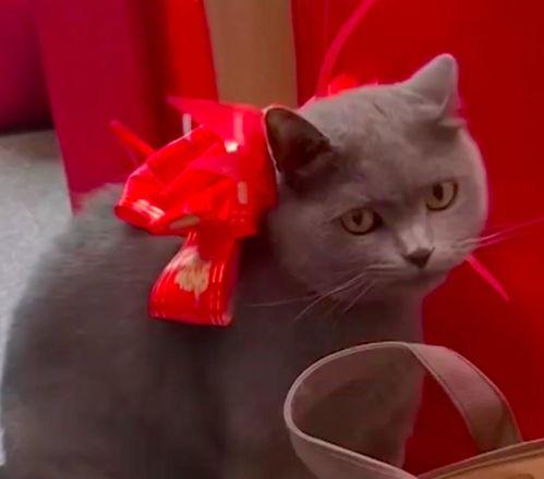 今日头条新闻喂猫猫,今日头条带你领略喂猫猫的温馨瞬间
